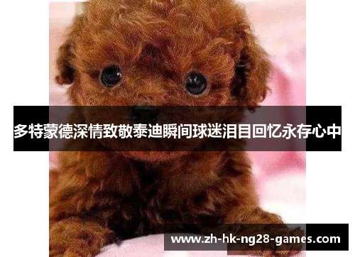 多特蒙德深情致敬泰迪瞬间球迷泪目回忆永存心中